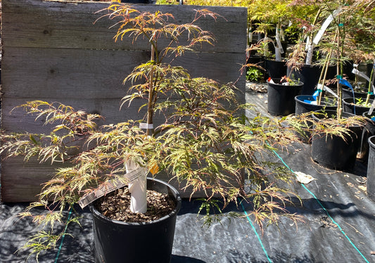Acer palmatum dissectum 'Octopus'
