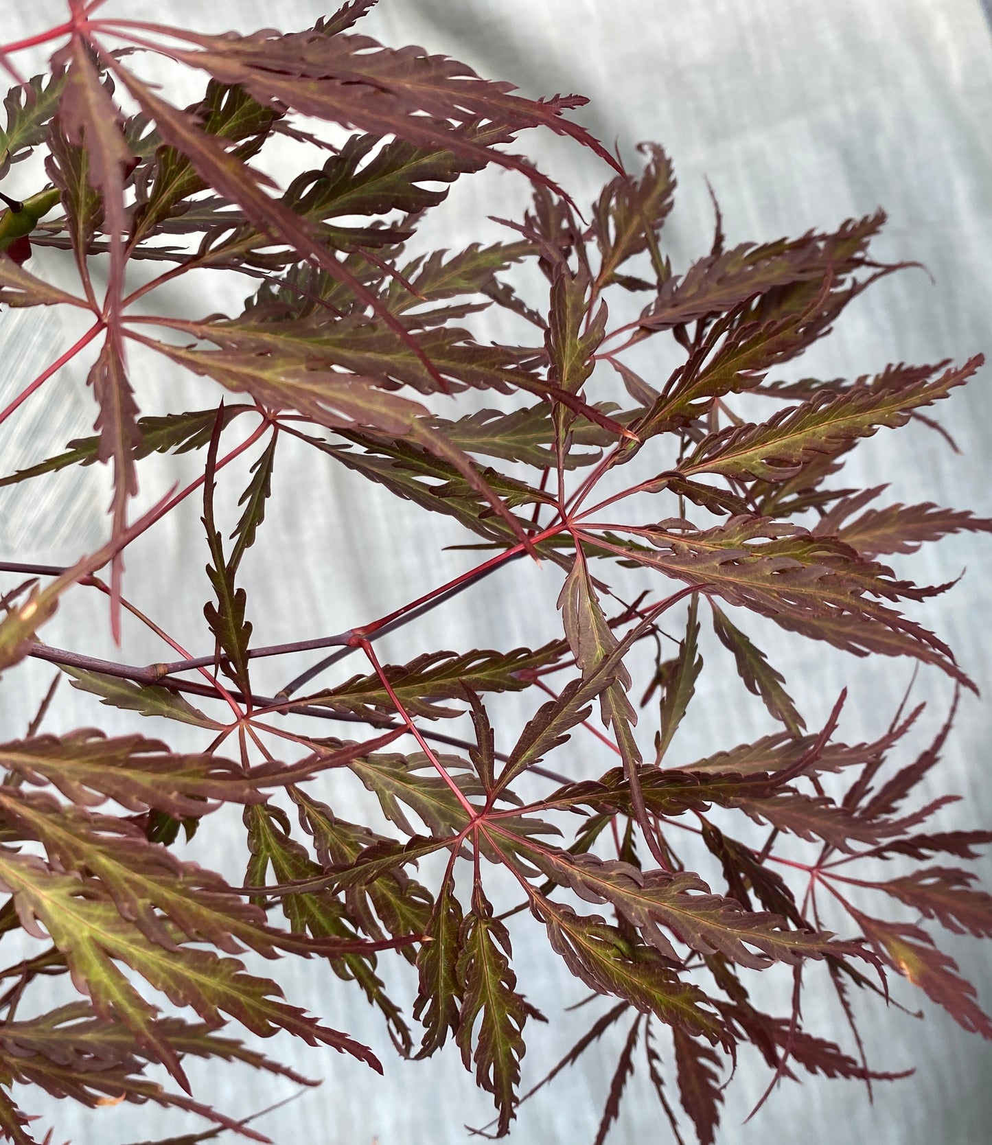 Acer palmatum dissectum 'Inaba shidare'