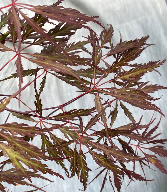 Acer palmatum dissectum 'Inaba shidare'