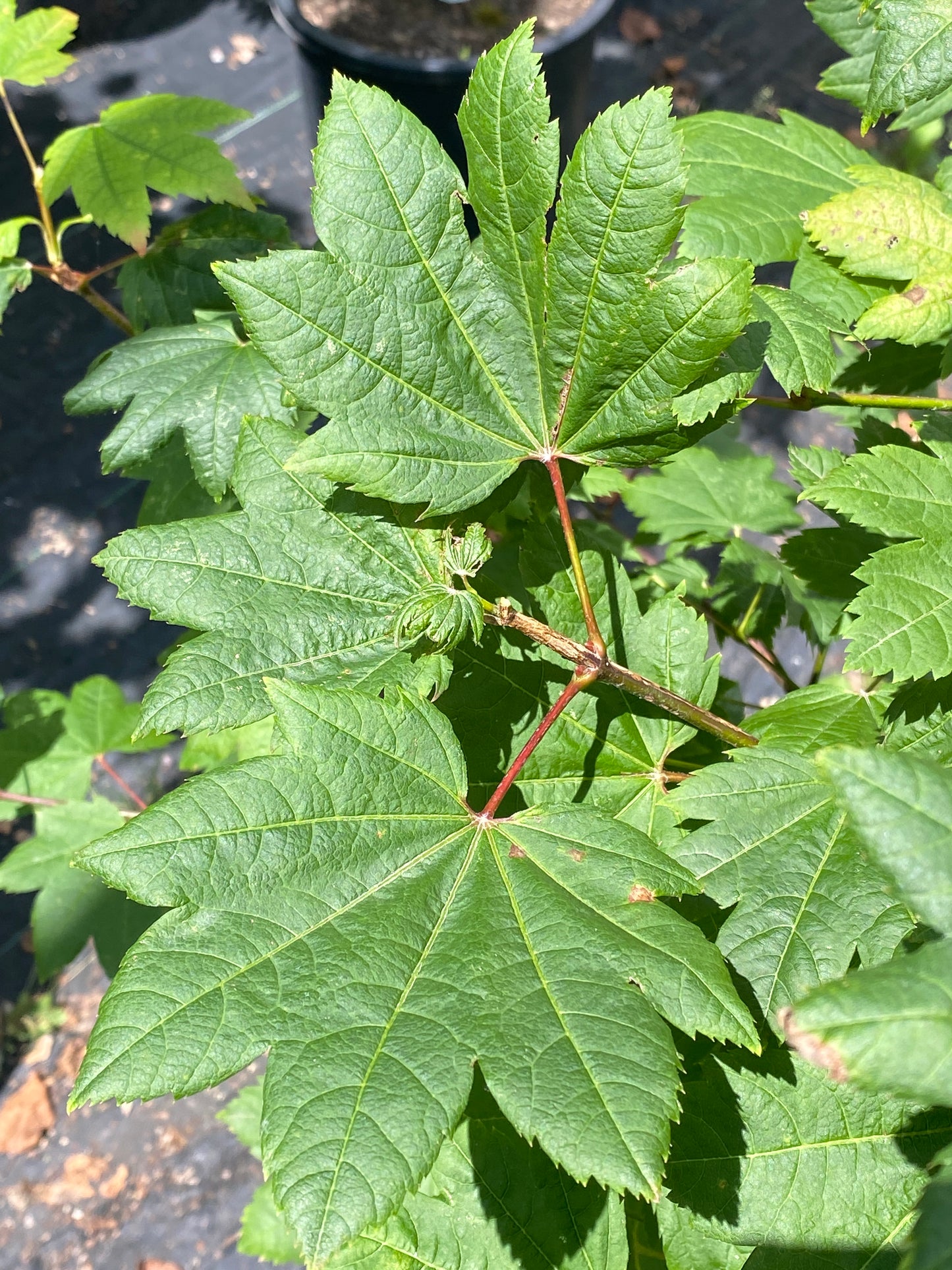 Acer circinatum 'Sunny Sister'