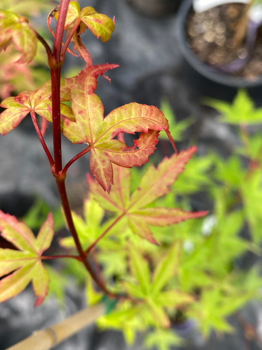 Acer palmatum 'Coral Magic'