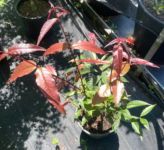 Acer laevigatum 'Hong Long'