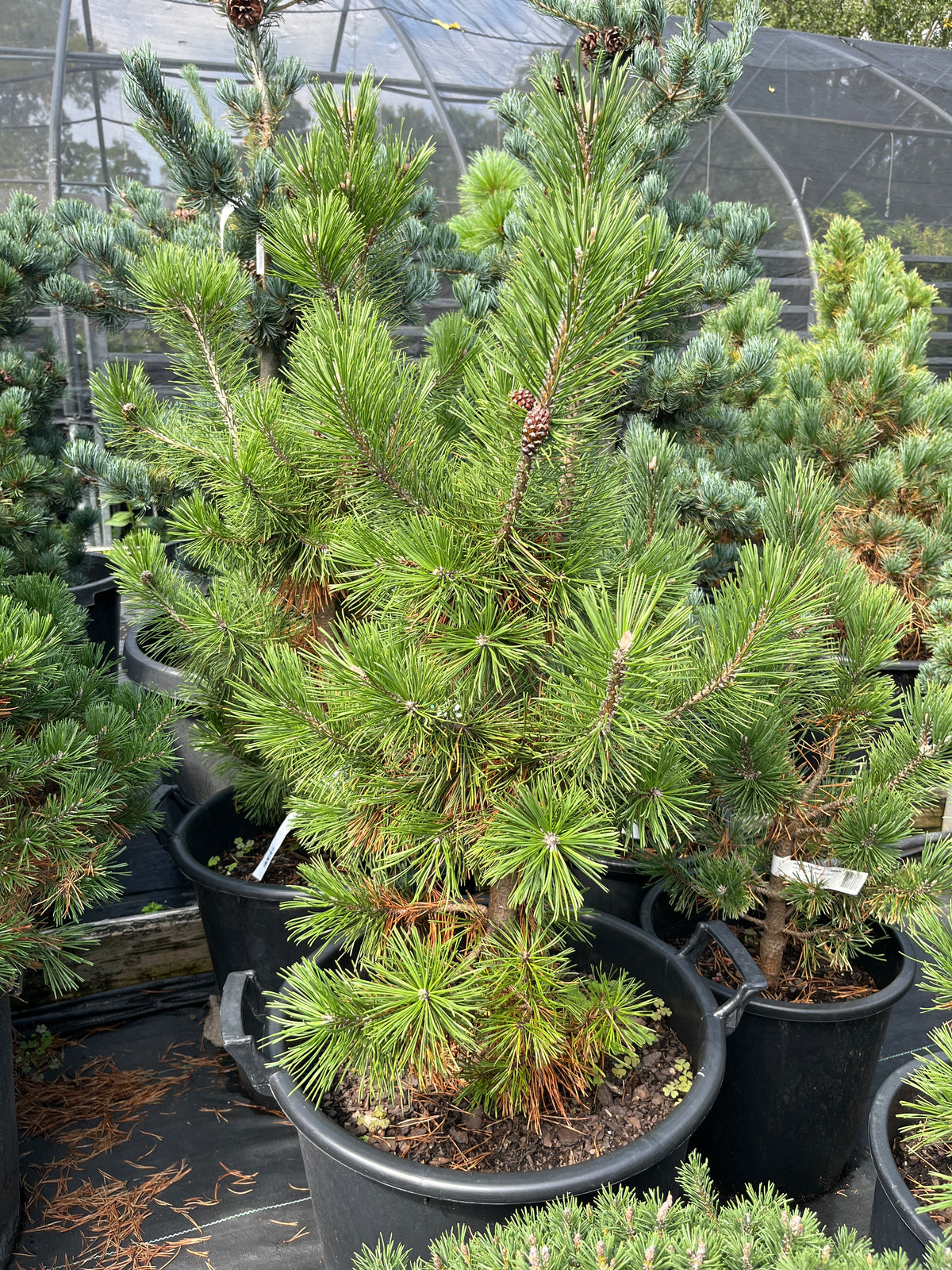 Pinus mugo 'La Cabana'