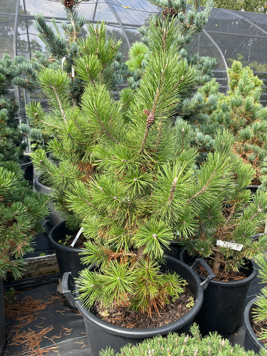 Pinus mugo 'La Cabana'