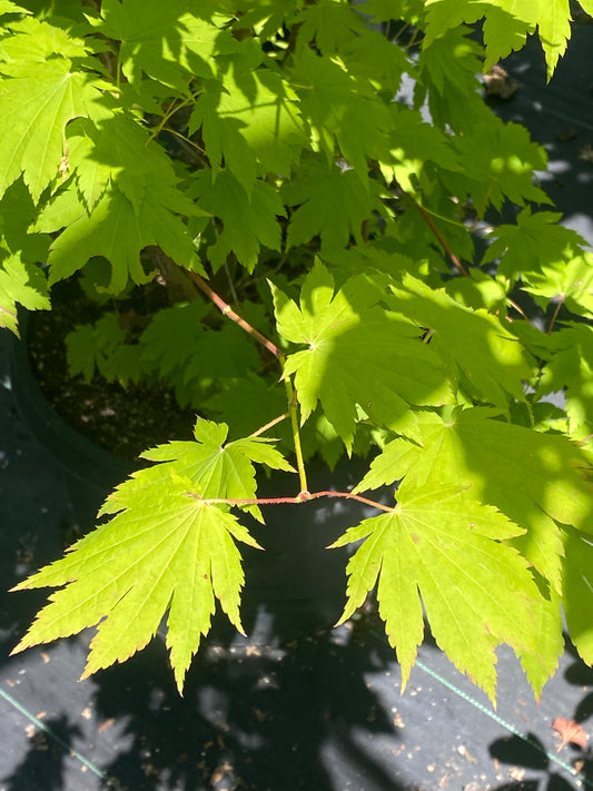 Acer pseudosieboldianum