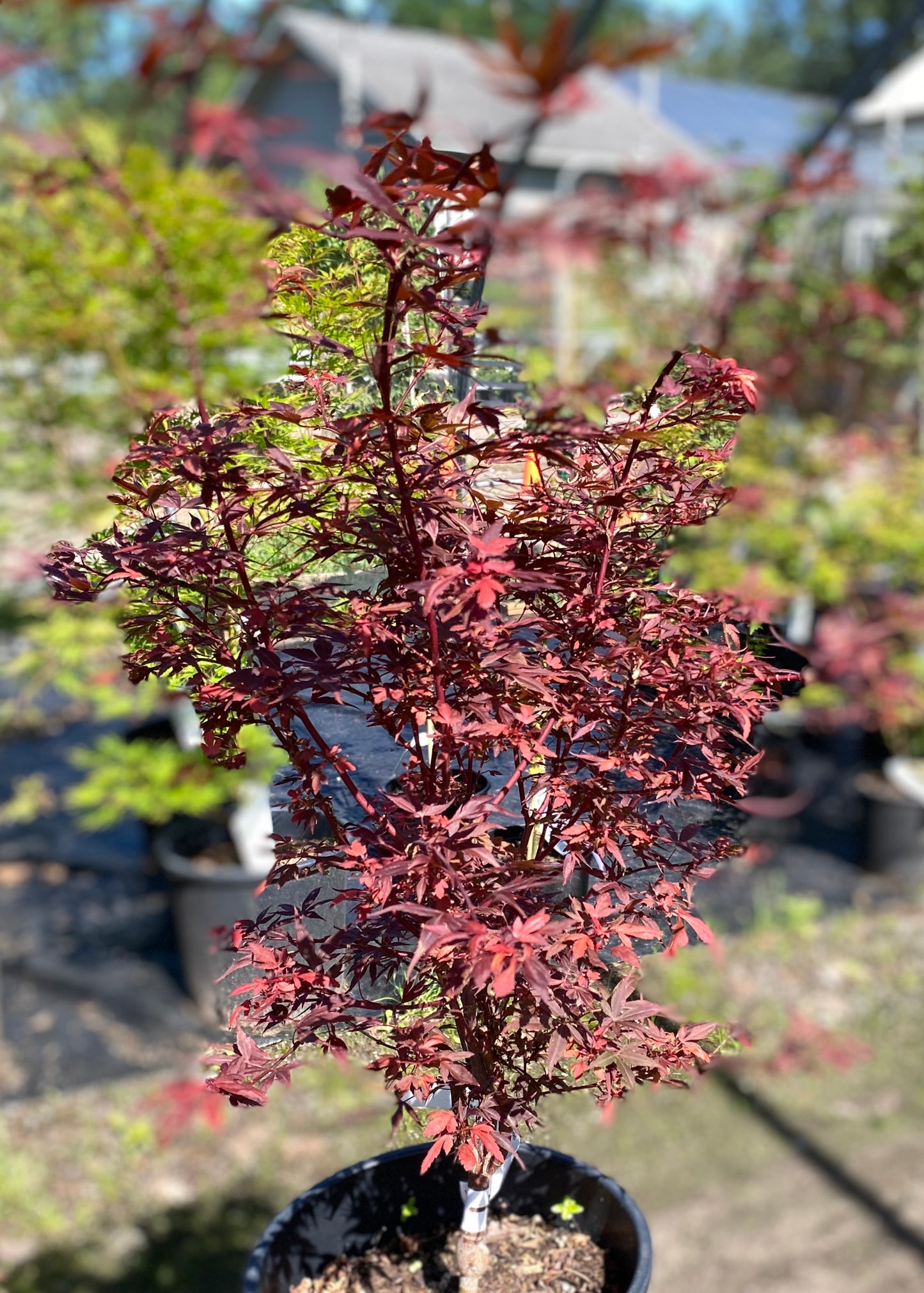 Acer palmatum 'Hime shojo'
