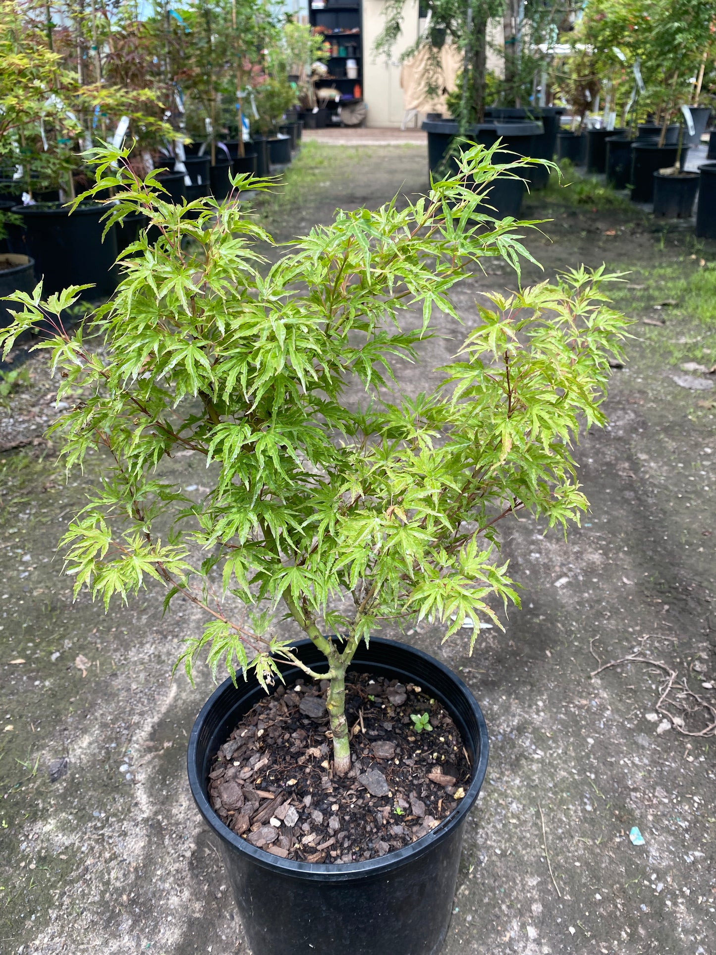 Acer palmatum 'Shin Hikasa'