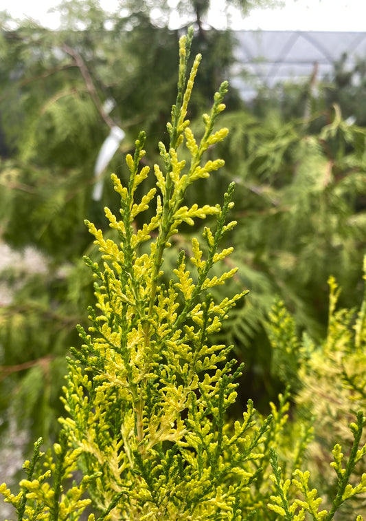Thuja orientalis 'Van Hoey Smith'