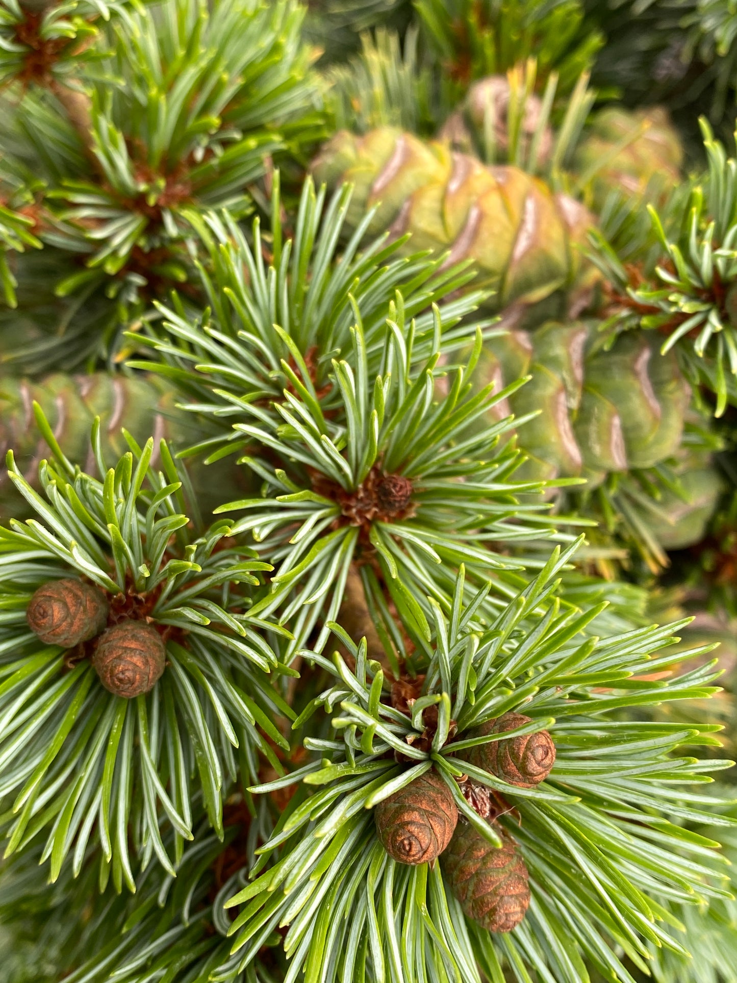 Pinus parviflora 'Azuma goyo'