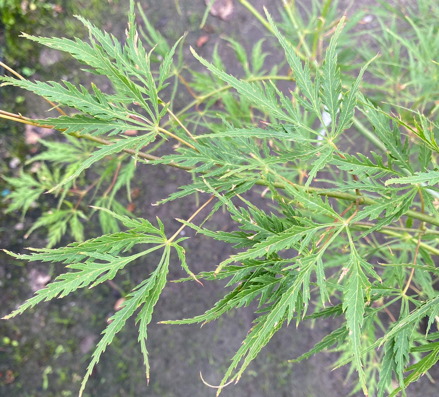 Acer palmatum dissectum 'Midori no teiboku'