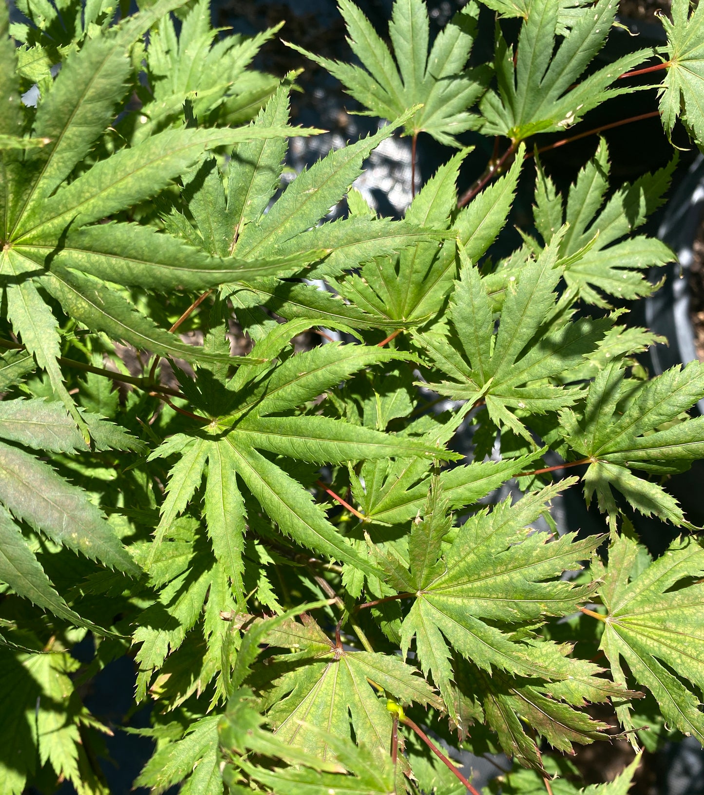Acer palmatum 'Elmwood'