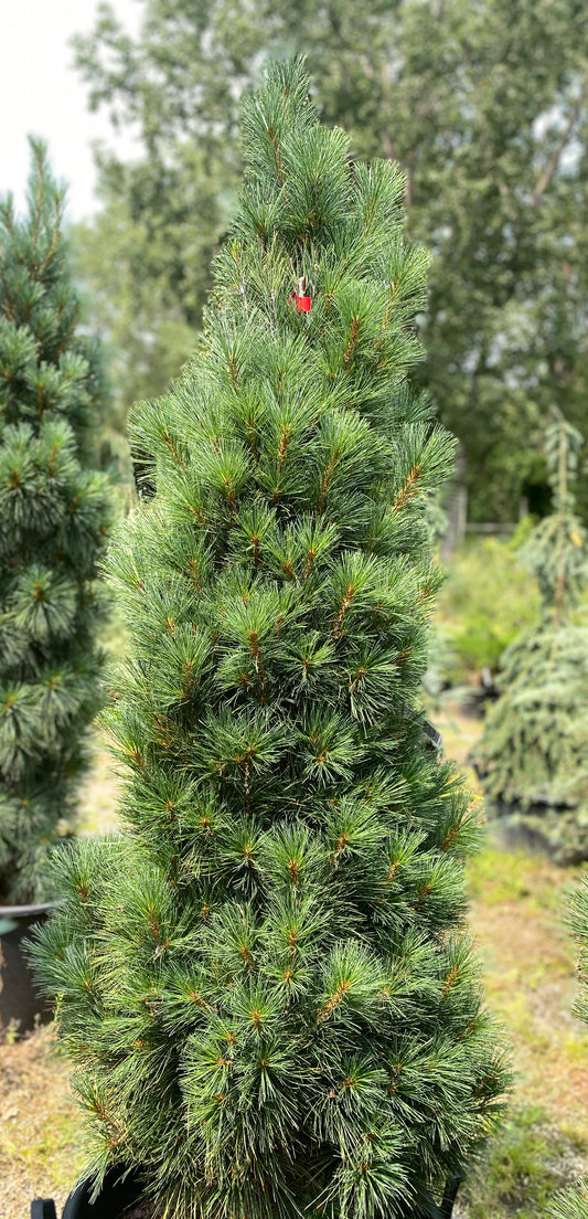 Pinus strobus 'Stowe Pillar'