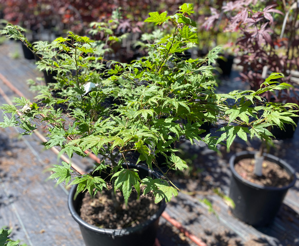 Acer palmatum 'Aka shigitatsu sawa'