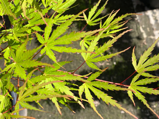 Acer palmatum 'Green Strap'