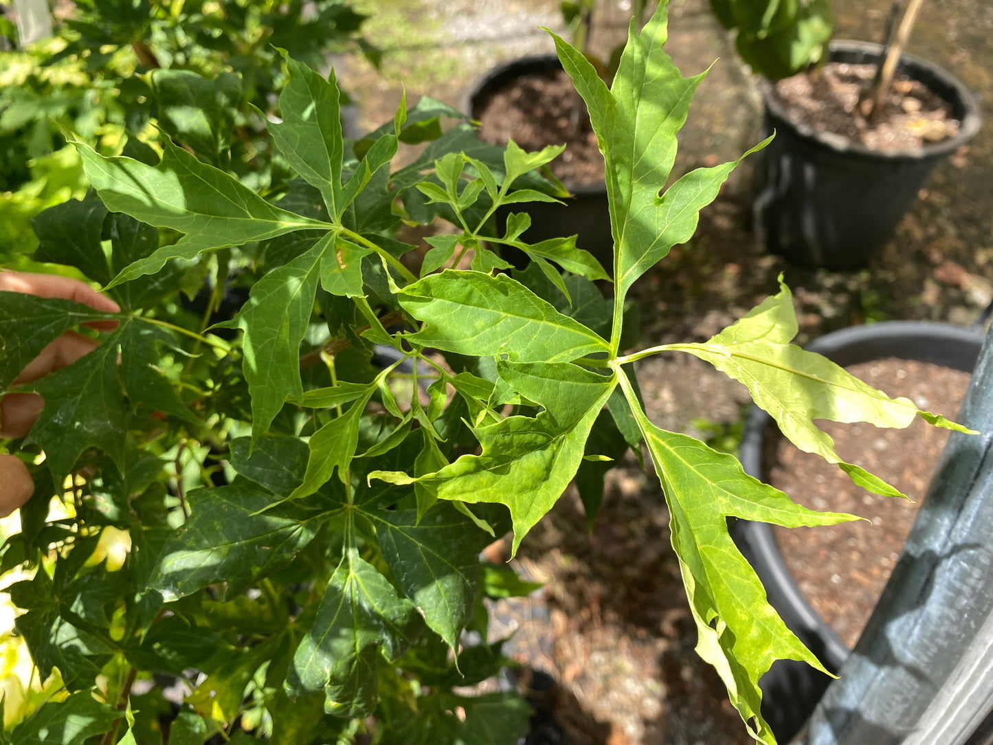 Acer platanoides 'Maltese Cross'