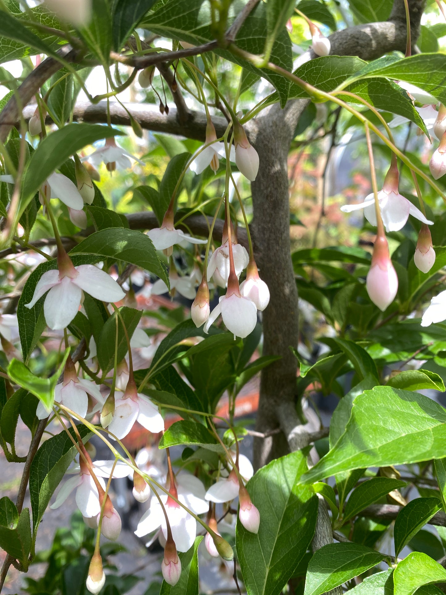 Styrax japonicus 'Momo shidare'