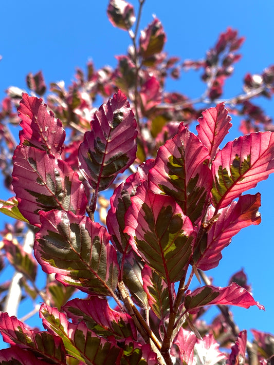 Fagus sylvatica 'Roseomarginata'