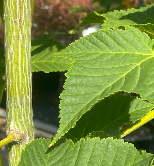 Acer rufinerve