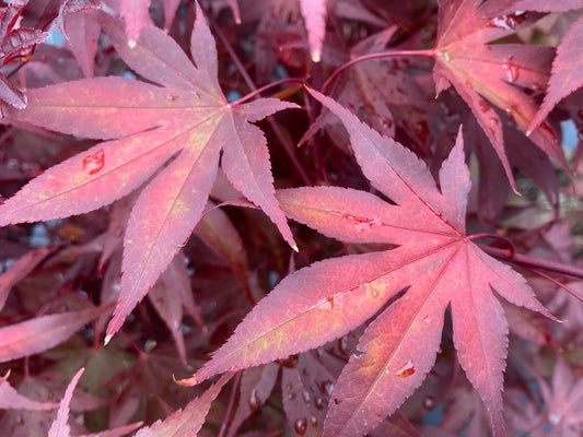 Acer palmatum 'Fireglow'