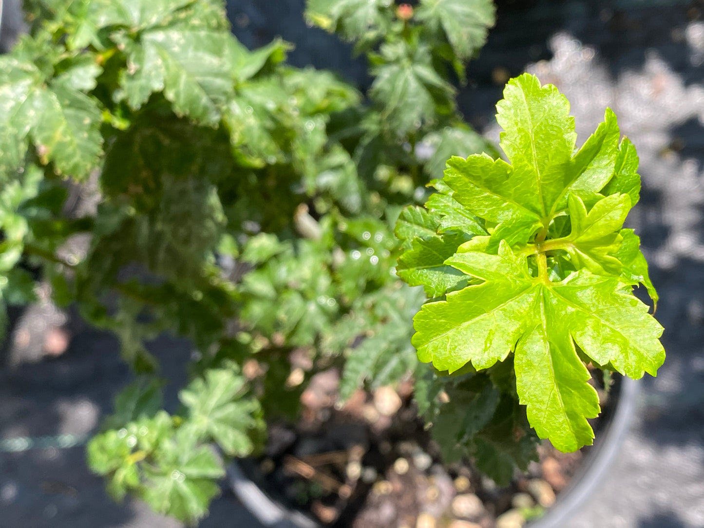 Acer circinatum 'Pacific Sprite'