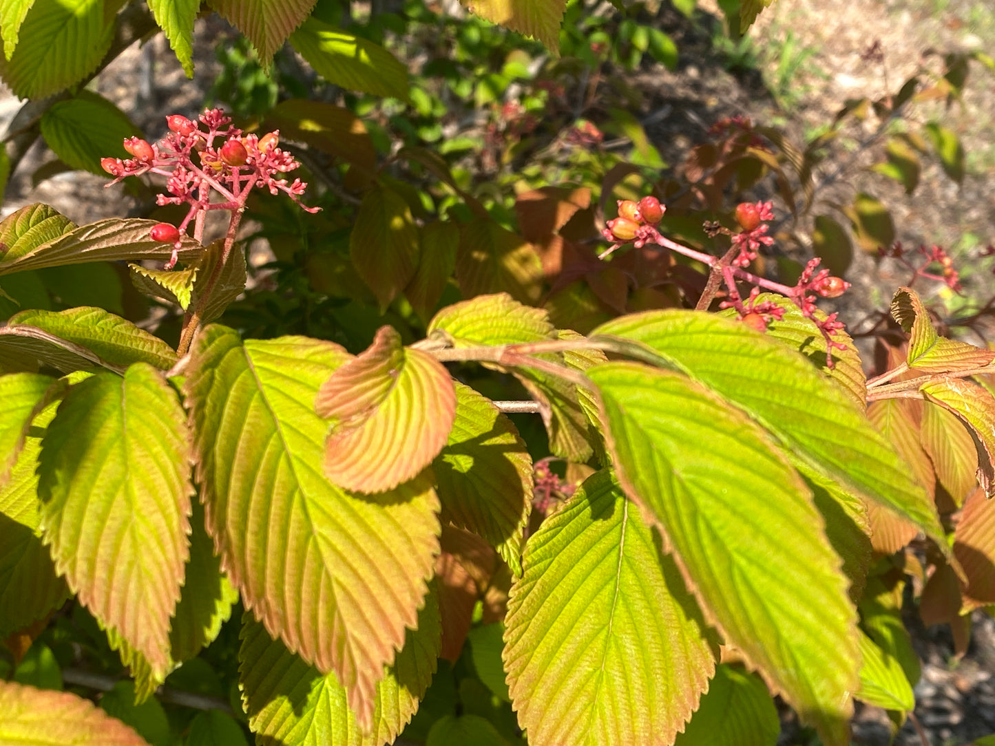 Viburnum plicatum tomentosum 'Mariesii'