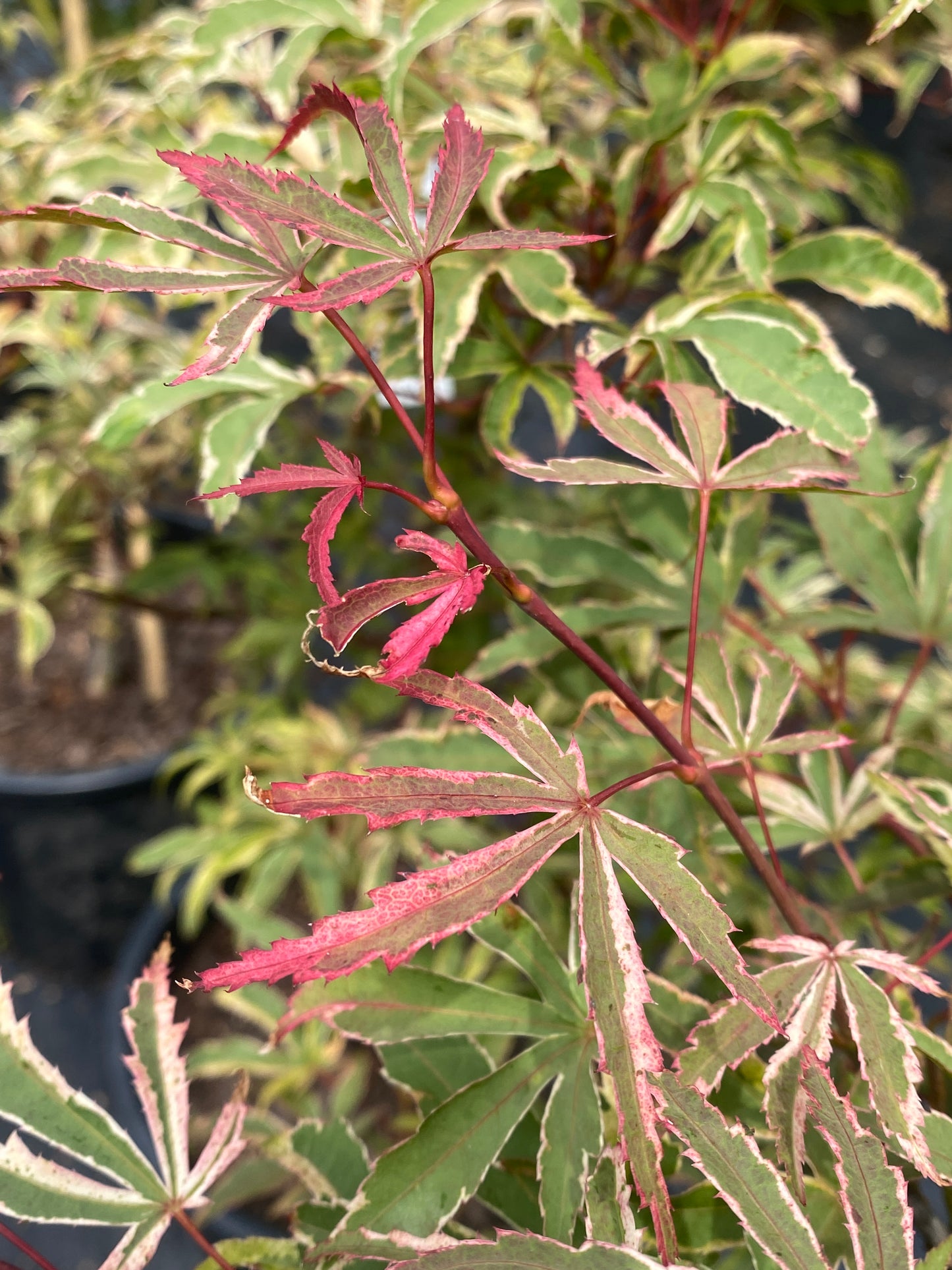 Acer palmatum 'Gwen's Rose Delight'