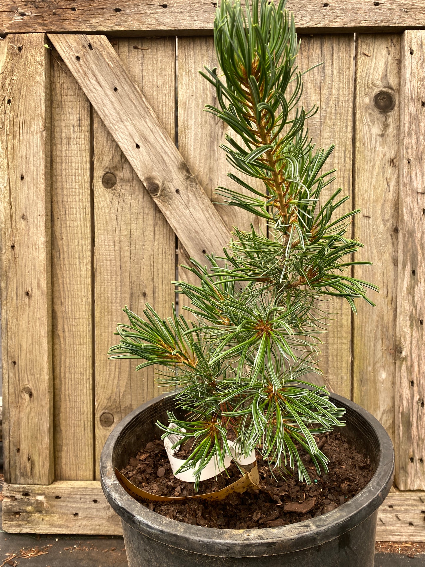 Pinus parviflora 'Blue Angel'
