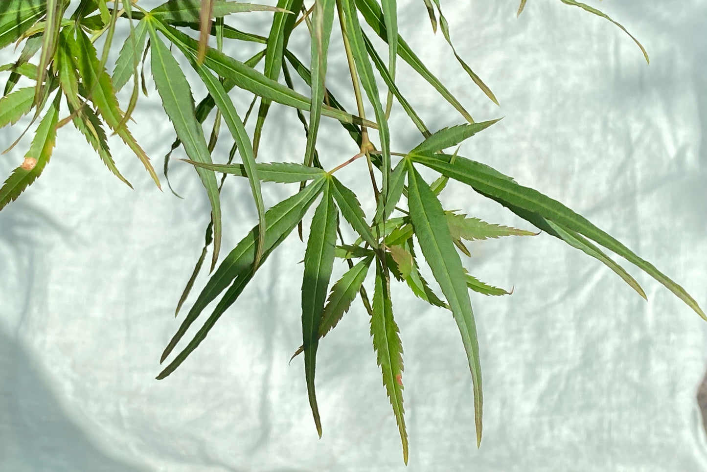 Acer palmatum 'Red Pygmy'