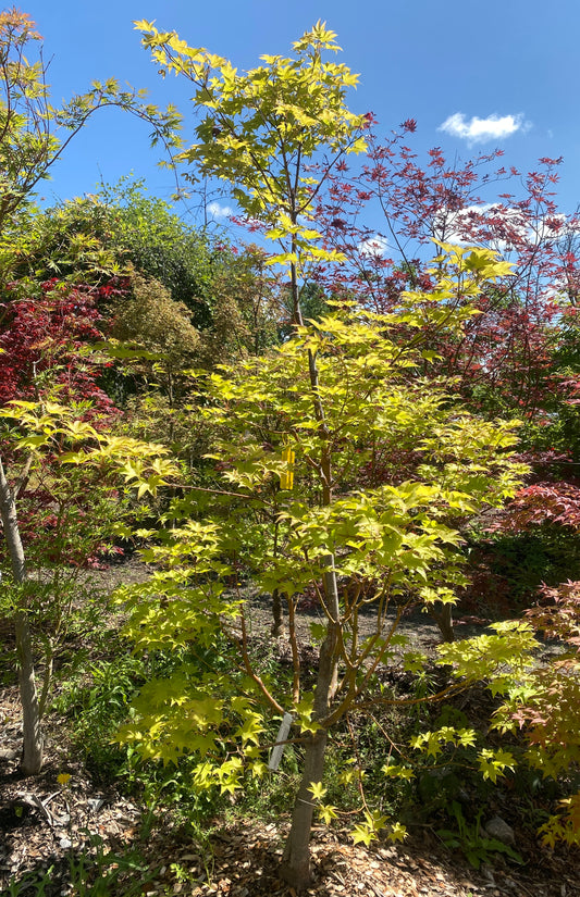 Acer palmatum 'Hogyoku'