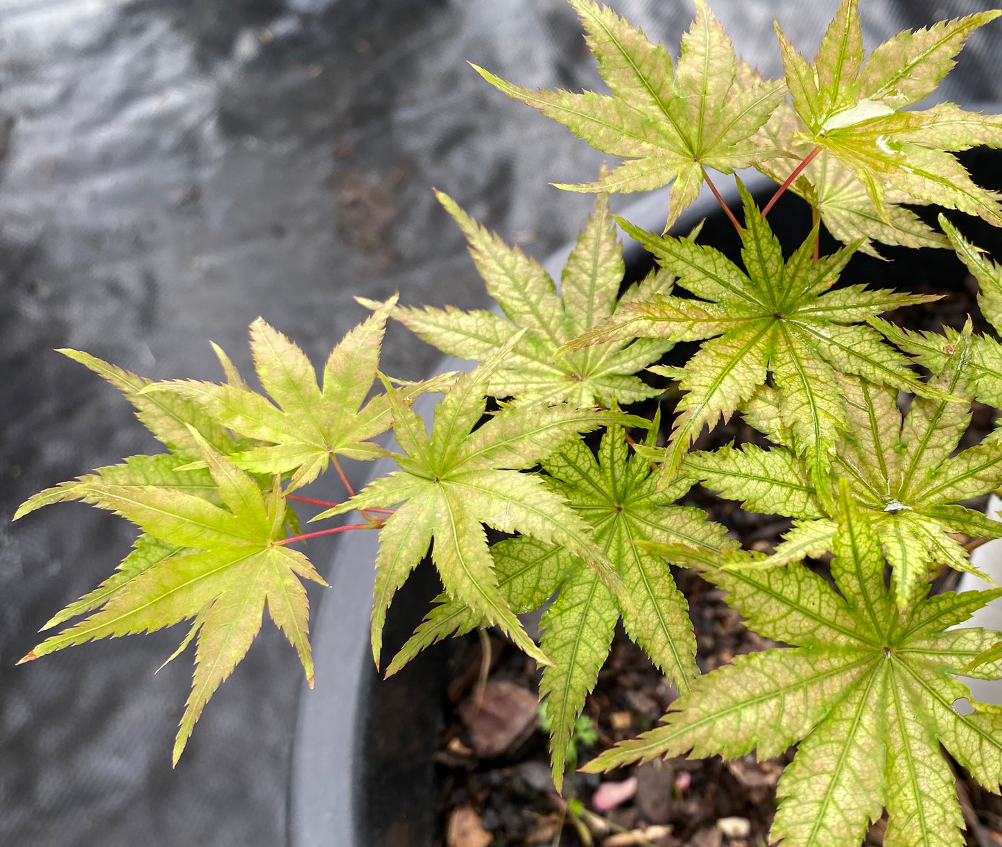 Acer palmatum 'Alpine Silver Thread'