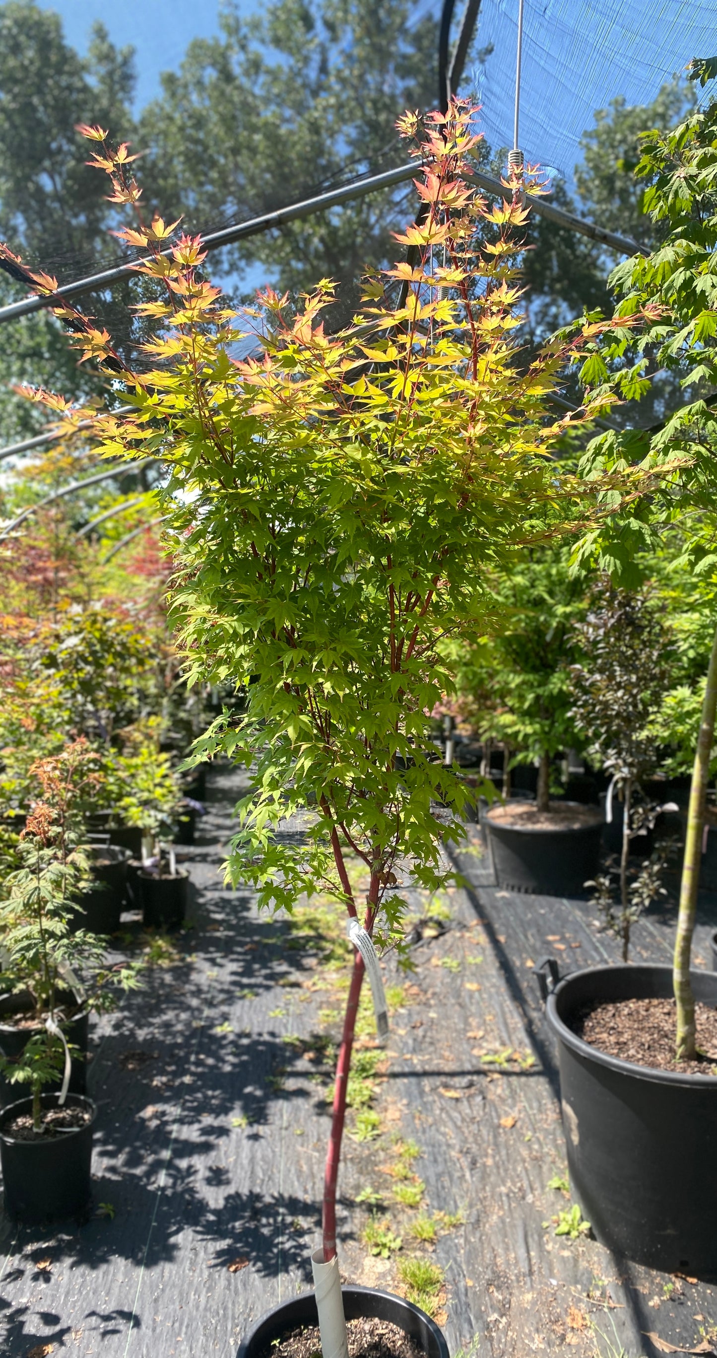 Acer palmatum 'Sango kaku'