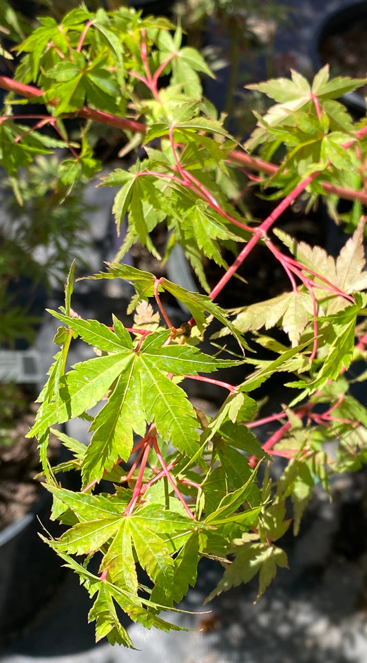 Acer palmatum 'Ji Jiao'