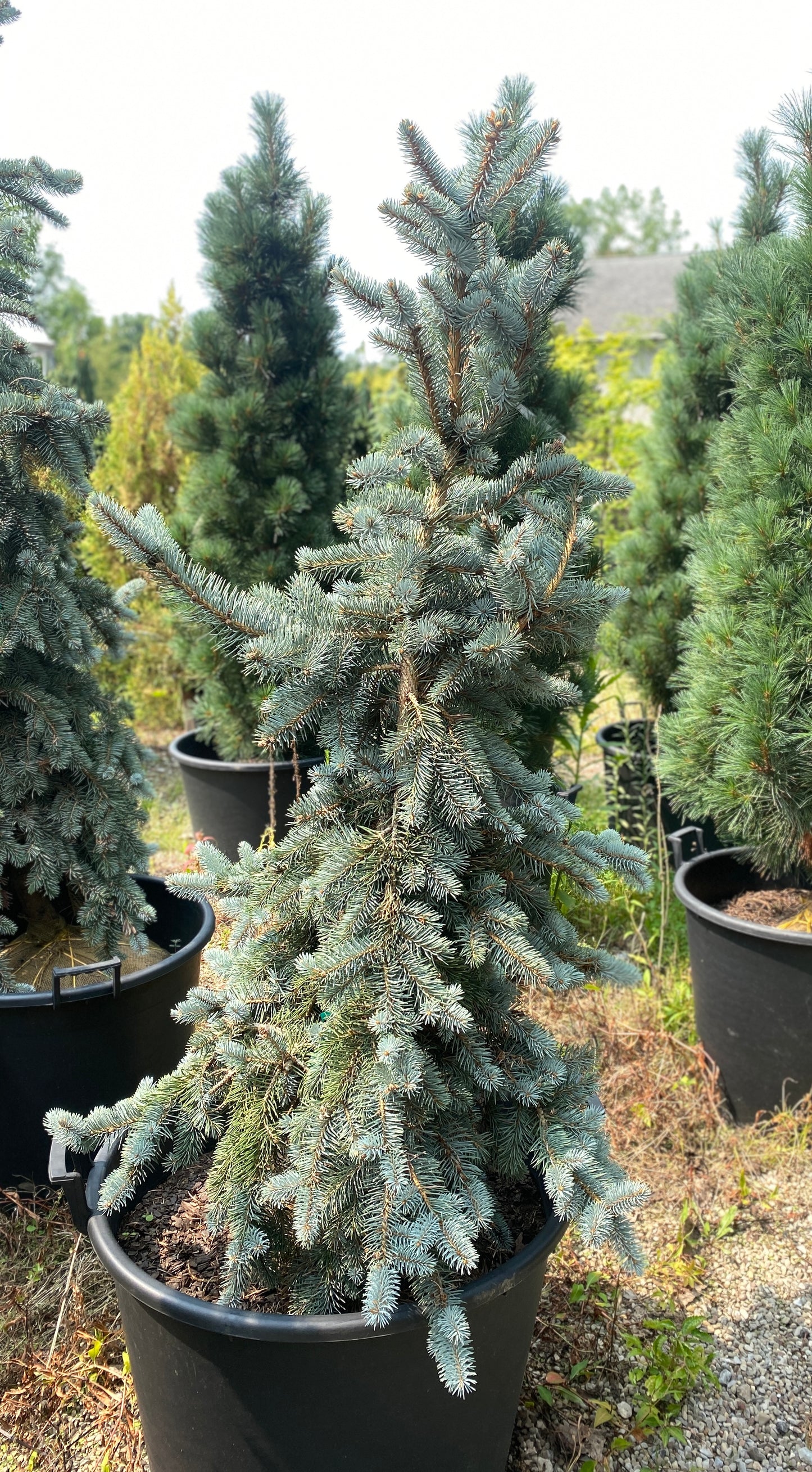 Picea pungens 'Glauca Pendula'