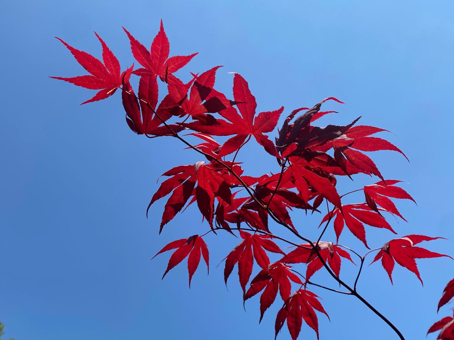Acer palmatum 'Bloodgood'