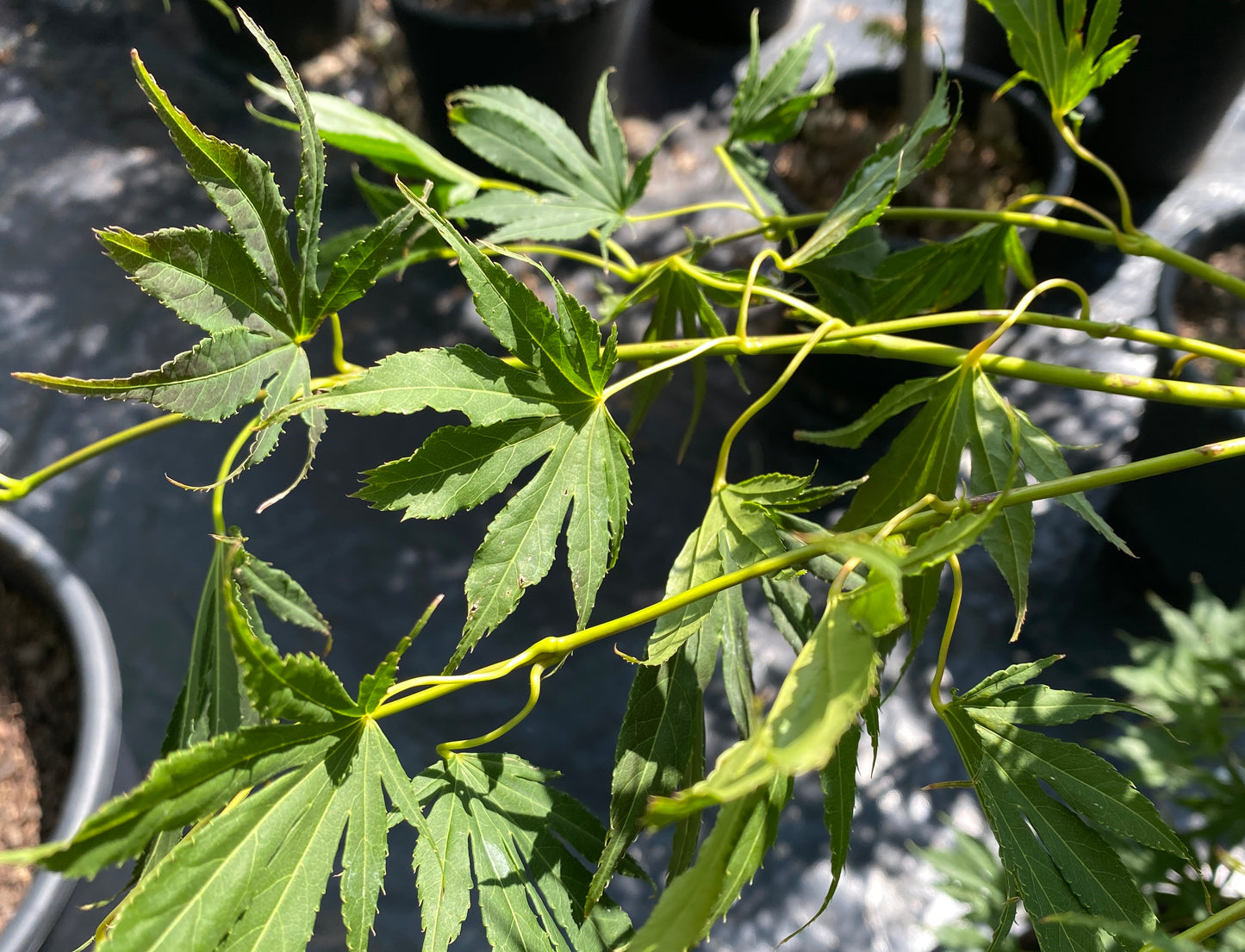 Acer palmatum 'Murasaki'