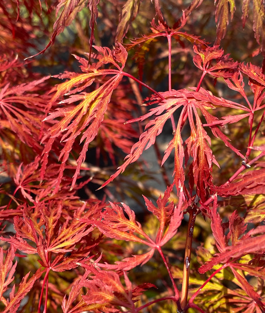 Acer palmatum dissectum 'Crimson Queen'