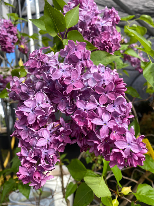 Syringa vulgaris 'Monge'