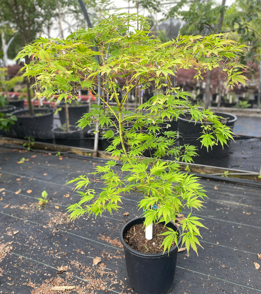 Acer palmatum 'Fascination'