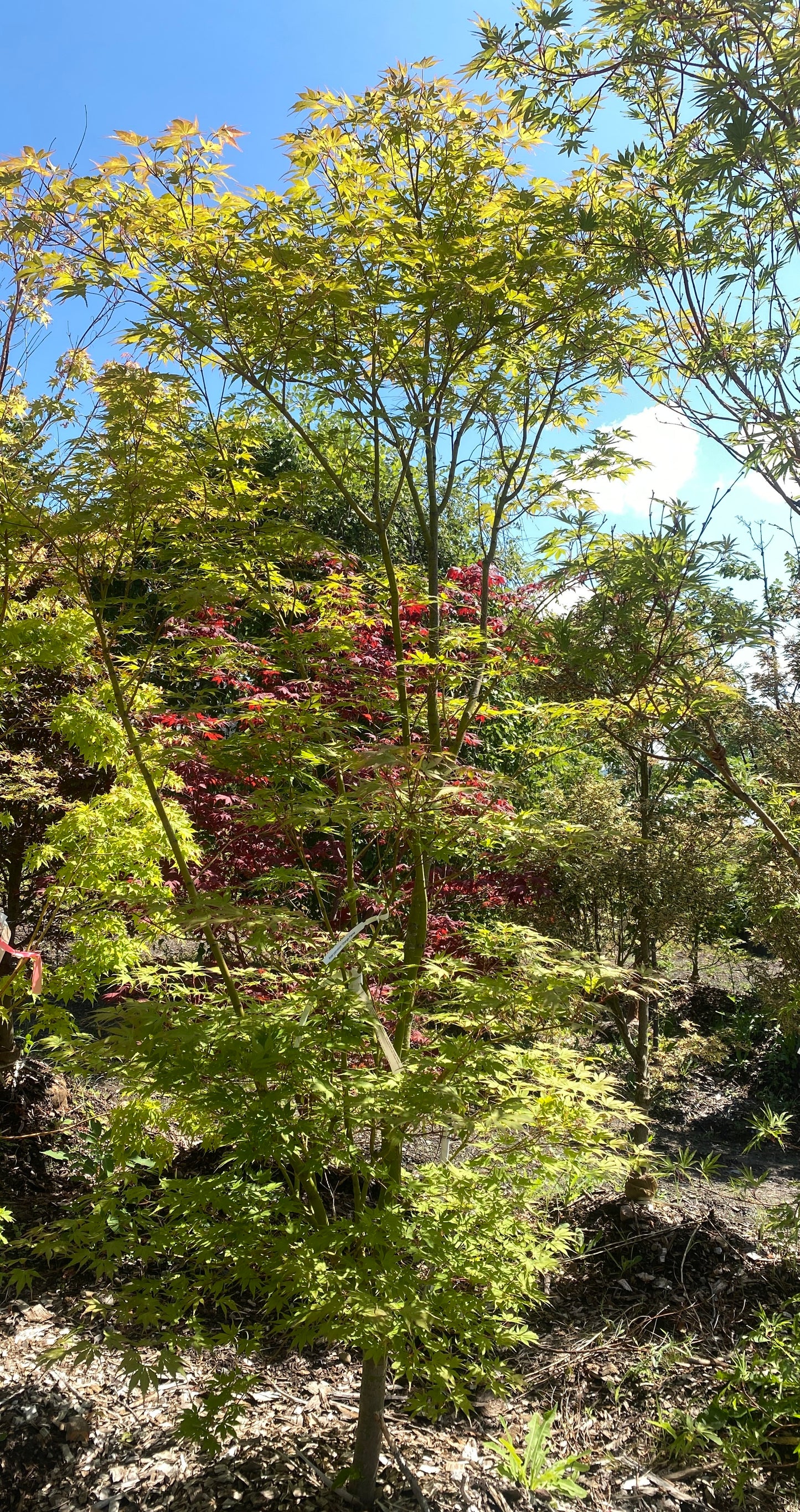 Acer palmatum 'Columnar'