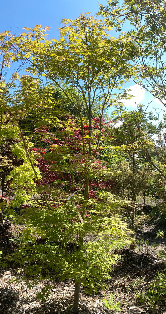 Acer palmatum 'Columnar'