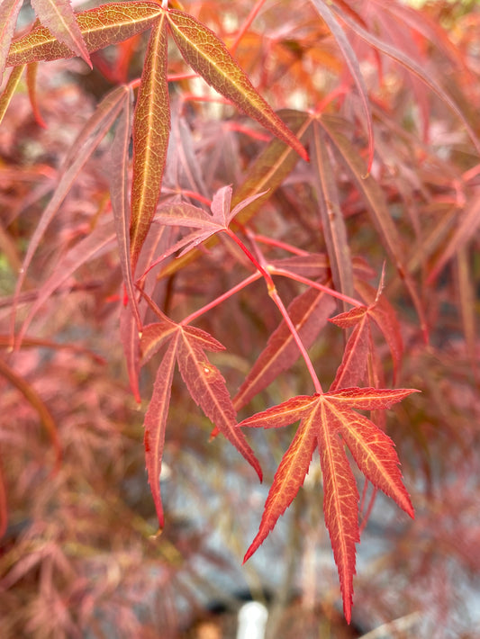 Acer palmatum 'Red Spider'