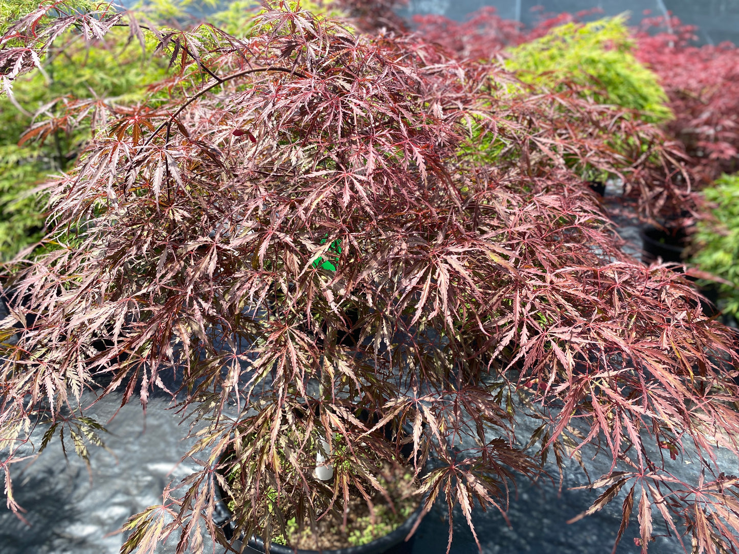 Acer palmatum dissectum 'Inaba shidare'