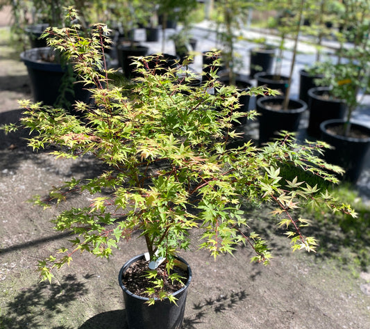 Acer palmatum 'Himis Emerald Gem'