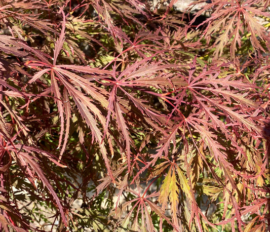 Acer palmatum dissectum 'Garnet'
