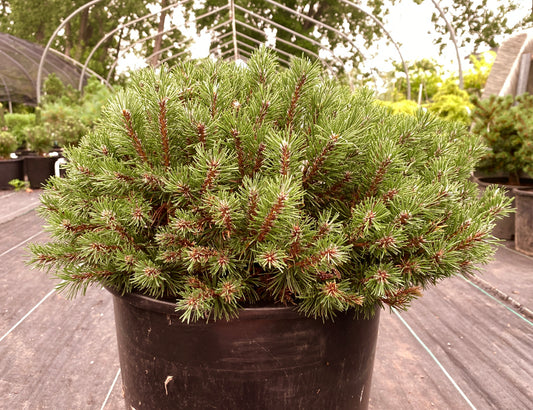 Pinus mugo 'Slowmound'