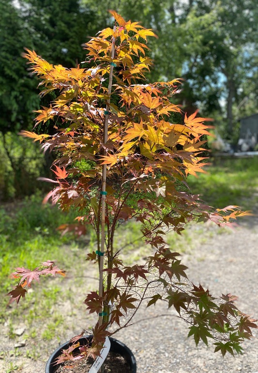 Acer palmatum 'Rhode Island Red'