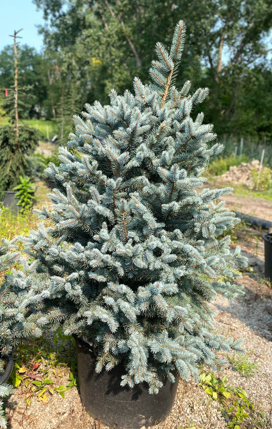 Picea pungens 'Bacheri'