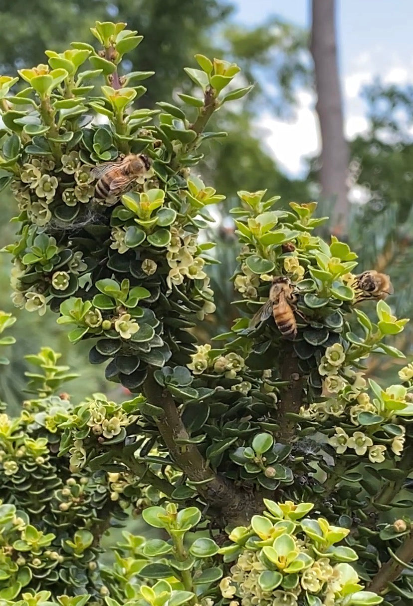 Ilex crenata 'Dwarf Pagoda'