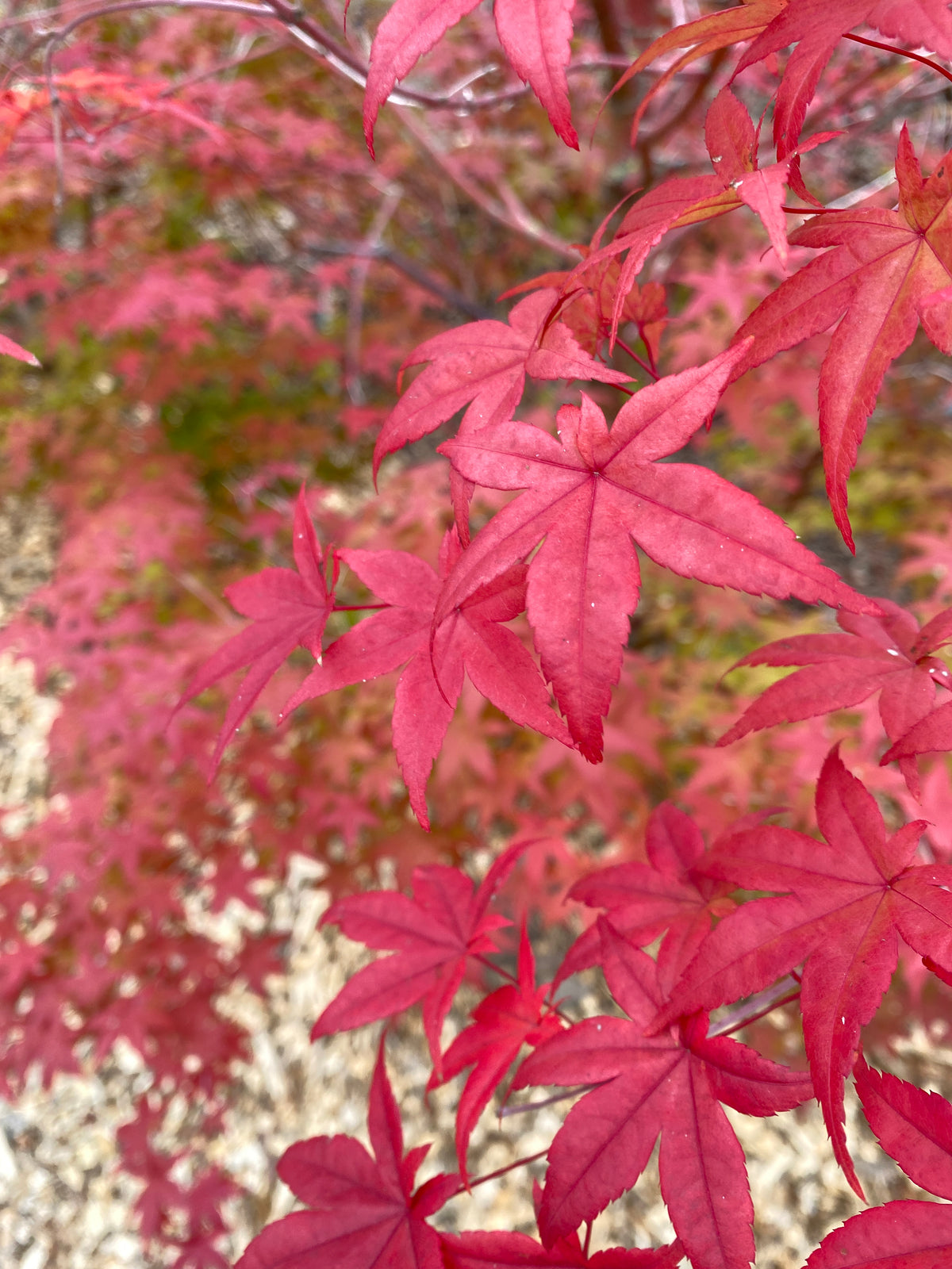 Acer palmatum 'Shindeshojo'