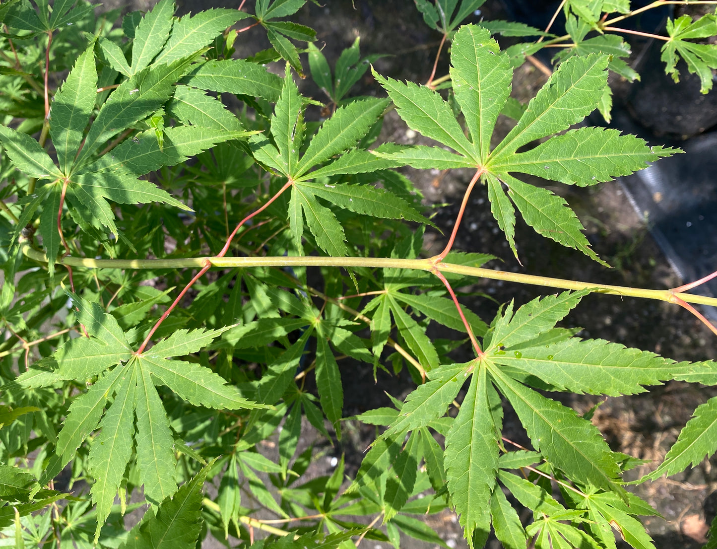 Acer palmatum 'Winter Gold'